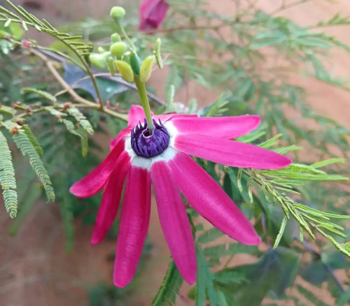 Passiflora edmundoi - Passiflora edmundoi Seeds