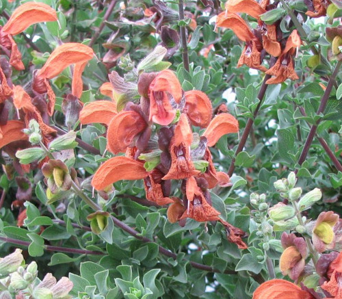 Salvia africana-lutea - Beach Salvia Seeds