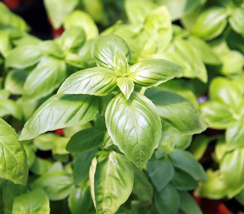 Ocimum basilicum - British Basil Seeds