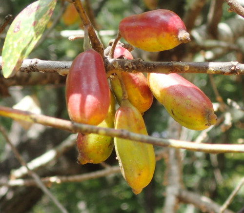 Nyssa ogeche - River Lime Seeds