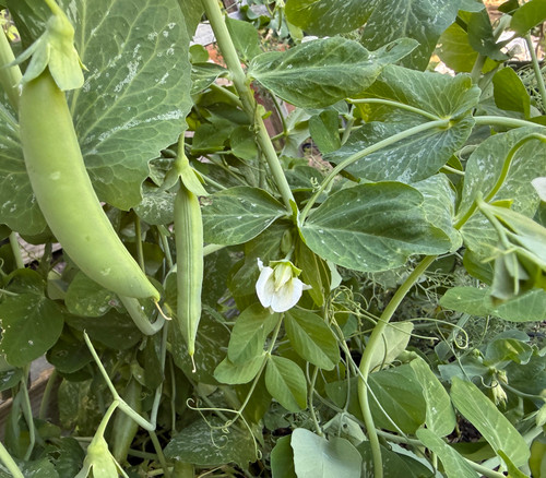 Sugar Bon Pea Seeds