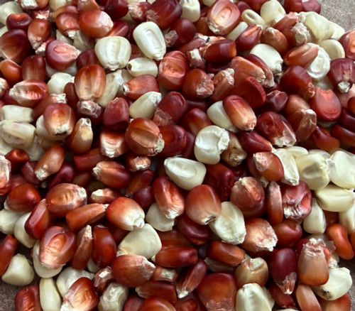 Arkansas Red and White Dent Corn Seeds
