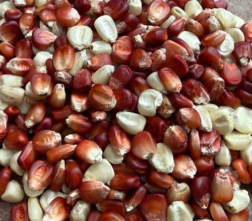 Arkansas Red and White Dent Corn Seeds