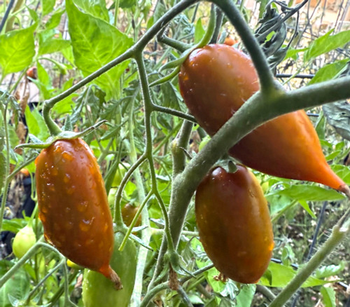 Emalia Tomato Seeds