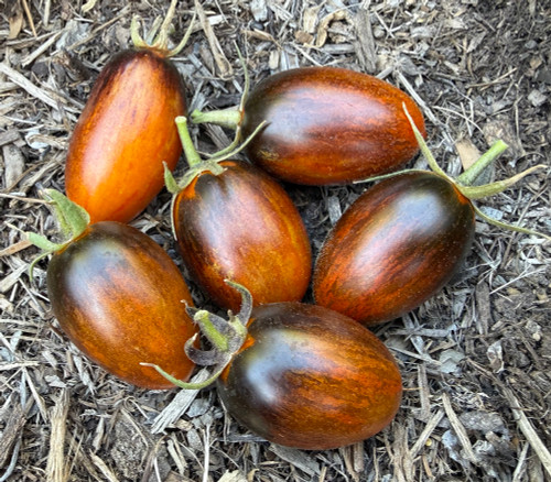 Magic Bullet Tomato Seeds