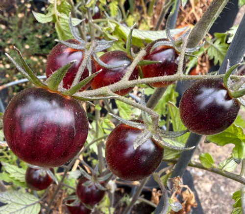 Cosmic Purple Rain Tomato Seeds