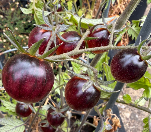 Cosmic Purple Rain Tomato Seeds