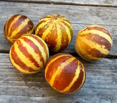 Sweet Richness 132 Melon Seeds