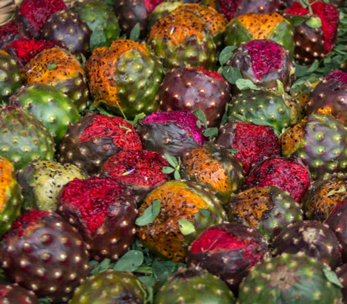 Stenocereus stellatus - Organ Pipe Cactus Mix Seeds