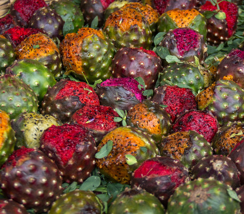 Stenocereus stellatus - Organ Pipe Cactus Mix Seeds