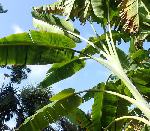 Musa itinerans var. xishuangbannaensis - Giant Yunnan Banan Seeds