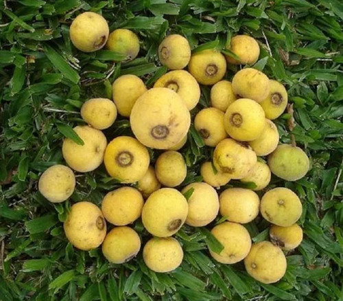 Campomanesia guazumifolia - Yellow Sete Capotes Seeds