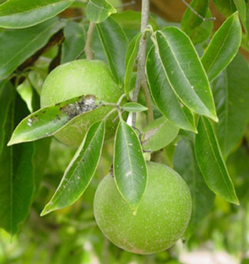 Casimiroa edulis - White Sapote Seeds Casimiroa edulis - White Sapote Seeds