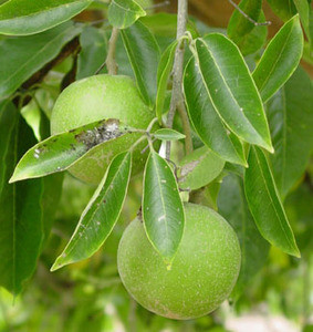 Casimiroa edulis - White Sapote Seeds
