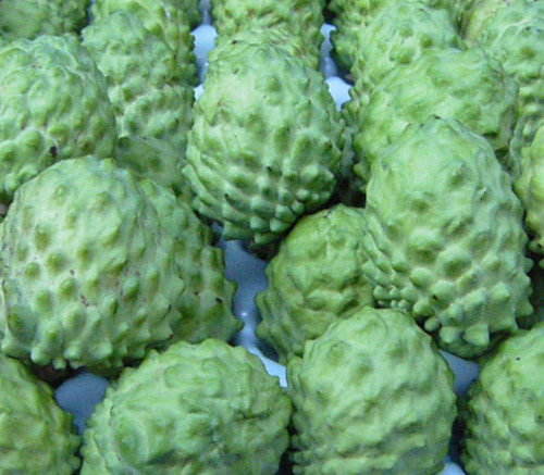 Annona cherimola x squamosa - African Pride Atemoya Seeds