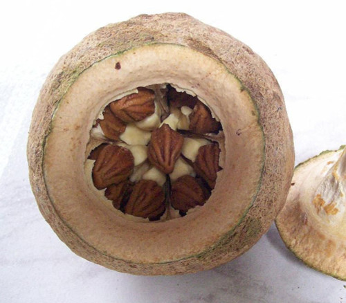 Lecythis zabucajo - Paradise Nut Seeds