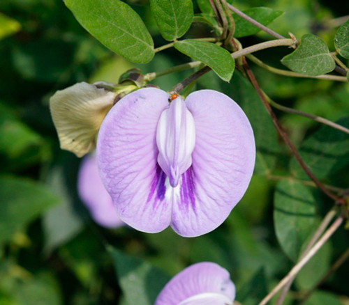 Centrosema pubescens - Butterfly Pea Seeds