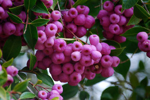 Acmena smithii - Lilly Pilly Seeds