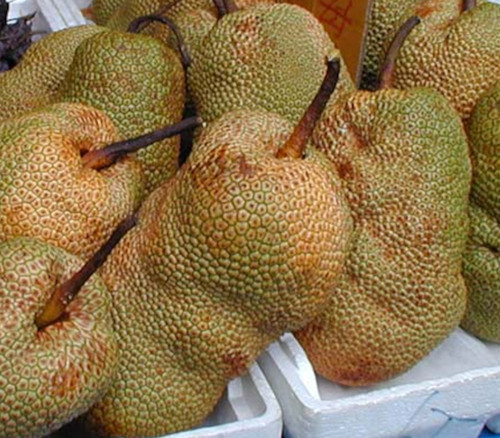 Artocarpus integer - Orange Chempedak Seeds