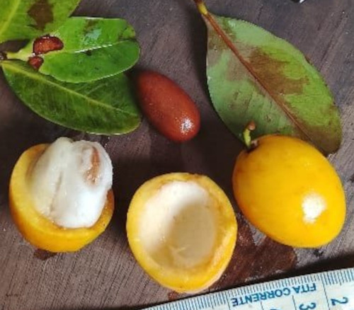 Garcinia sp. - Maruim Garcinia Seeds