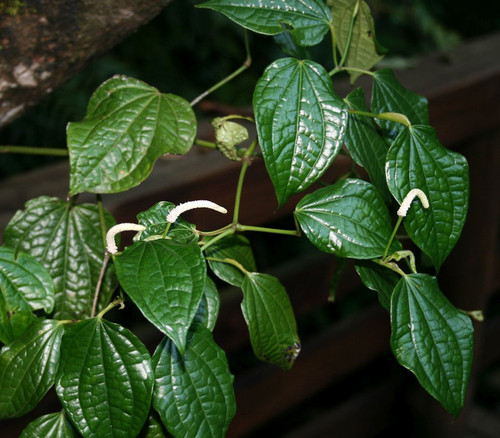 Piper capense - African Long Pepper Seeds