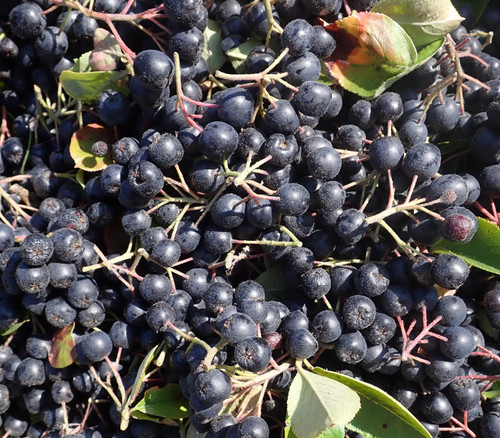 Aronia melanocarpa - Black Chokeberry Seeds