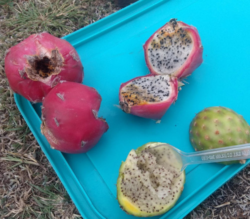 Harrisia tetracantha - Bolivian Harrisia Seeds