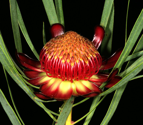 Protea acuminata - Black Rim Sugarbush - Seeds Seeds