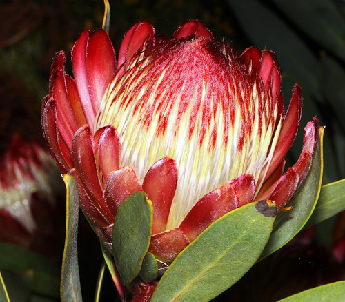 Protea glabra - Chestnut Sugarbush Seeds