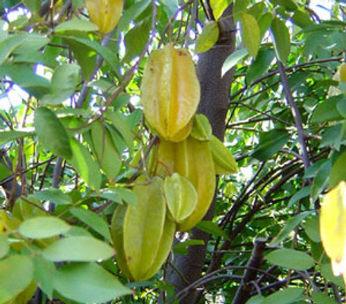 Averrhoa carambola - Star Fruit Seeds Averrhoa carambola - Star Fruit Seeds