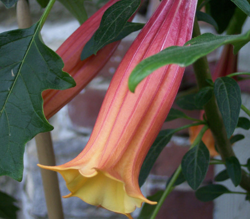 Brugmansia vulcanicola - Pink Angel's Trumpet Seeds