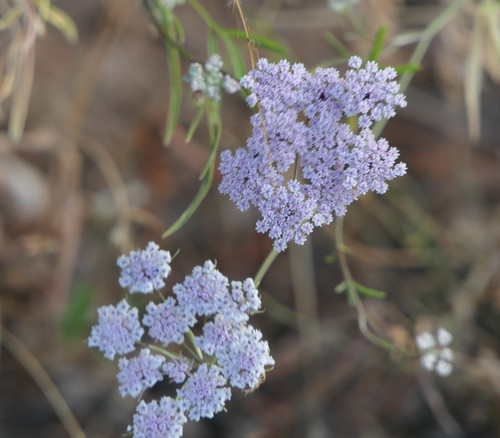 Psammogeton involucratus - Radhuni Seeds