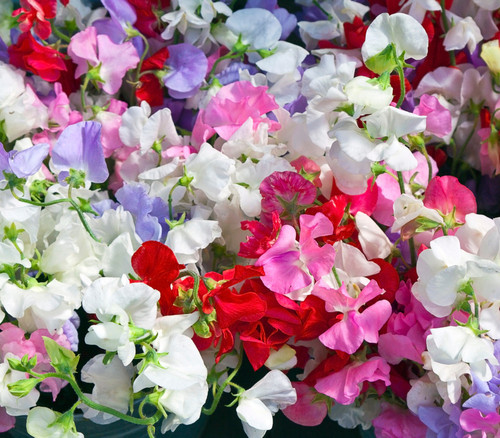 Lathyrus odoratus - Heirloom Sweet Pea Mix Seeds