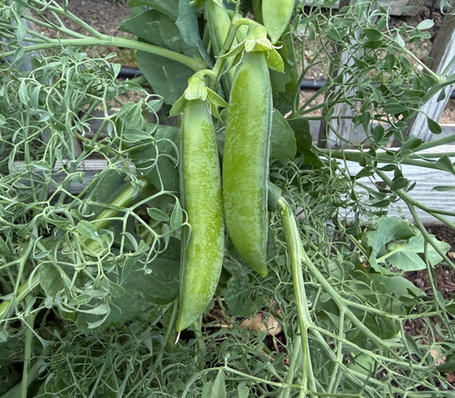 Parsley Pea Seeds