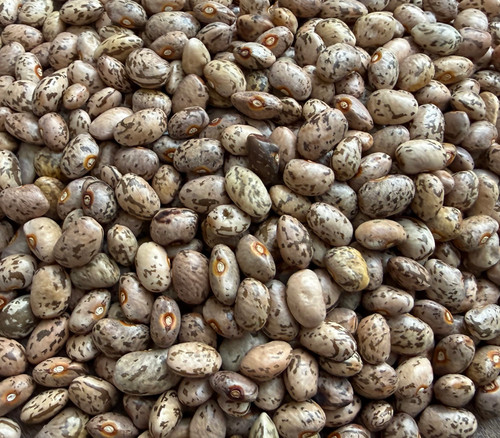 Greasy Grits Bean Seeds