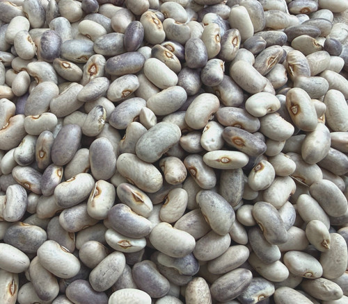 Purple Dove Bean Seeds