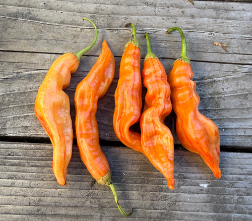 Sugar Rush Stripey Pepper Seeds