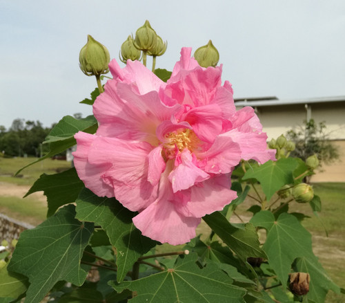Hibiscus mutabilis - Cotton Rose Seeds