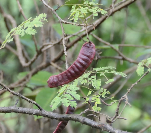 Senegalia rugata - Soap Pod Tree Seeds