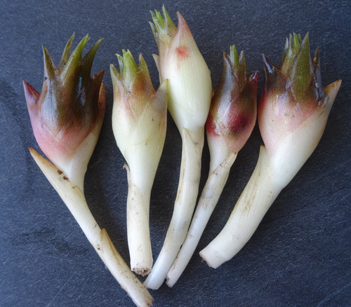 Zingiber mioga - Japanese Ginger Seeds