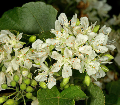 Dombeya cymosa - Natal Wild Pear Seeds