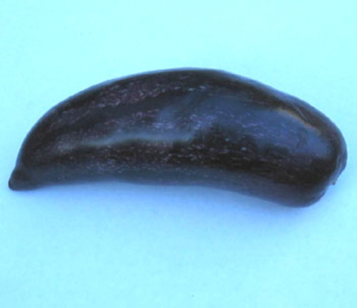 Solanum muricatum - Noche Andina Pepino Seeds