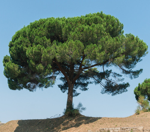 Pinus pinea - Mediterranean Stone Pine Seeds