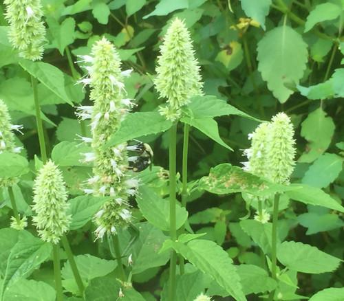Agastache nepetoides - Giant Yellow Hyssop Seeds