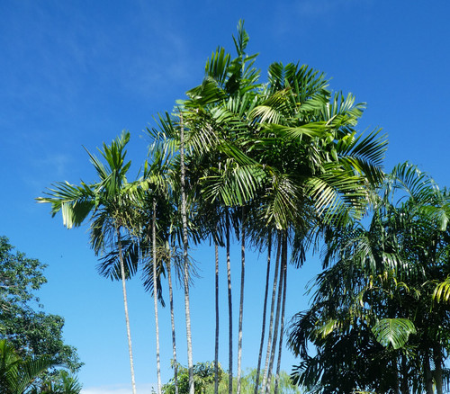 Ptychosperma macarthurii - MacArthur Palm Seeds