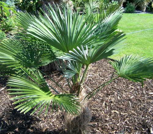 Trachycarpus wagnerianus - Waggy Palm Seeds