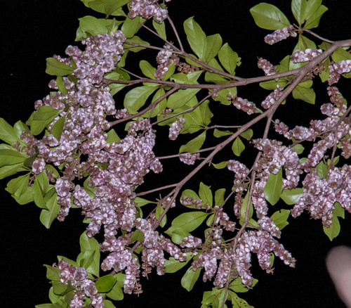Terminalia amazonia - White Olive Seeds