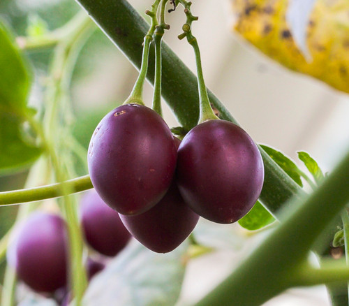 Cyphomandra betacea - Rojo Grande de Carmelo Tamarillo Seeds