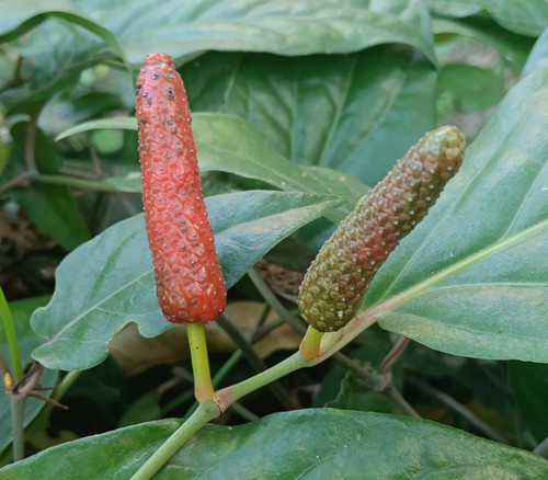 Piper retrofractum - Balinese Long Pepper Seeds