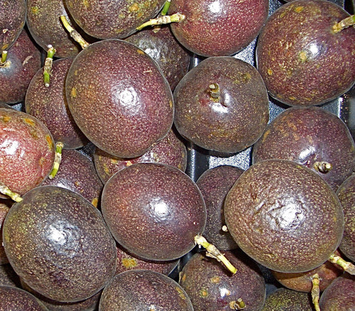 Passiflora edulis - Tango Passion Fruit Seeds